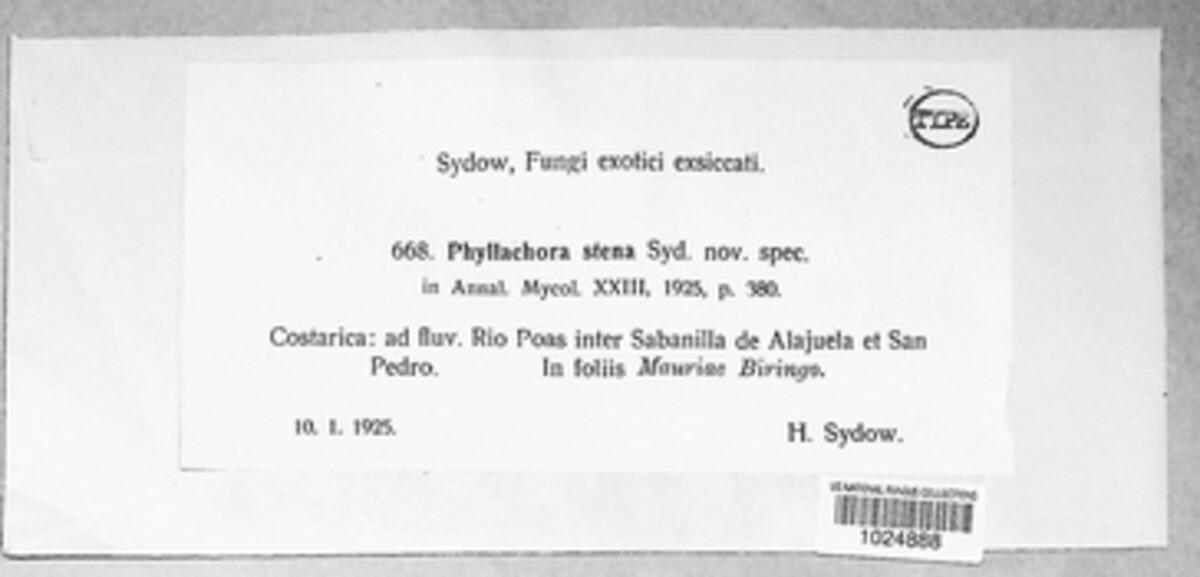 Phyllachora stena image